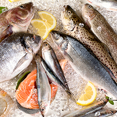 Frozen Fish