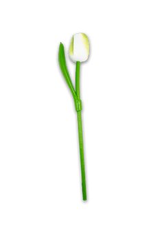 Wooden Tulip White/Green