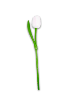 Wooden Tulip White/Pink